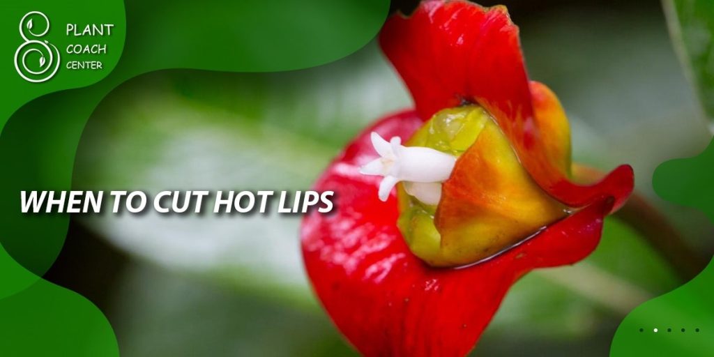 when to cut hot lips