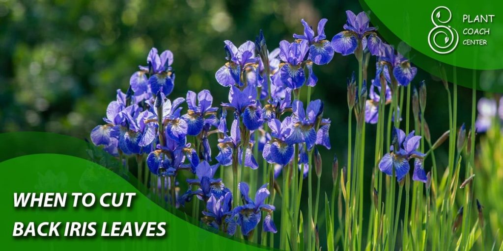 When to Cut Back Iris Leaves
