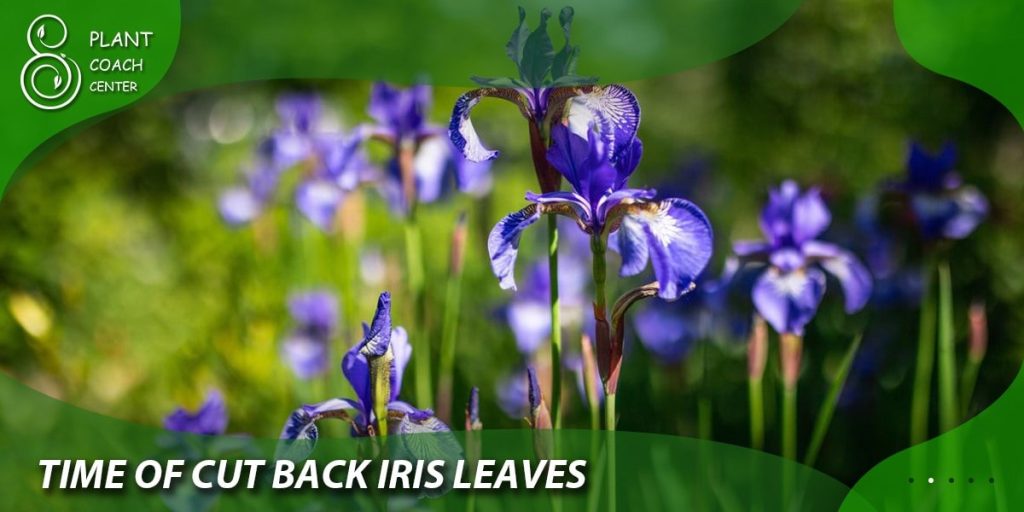 time of cut back iris leaves