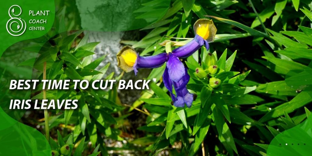 best time to cut back iris leaves