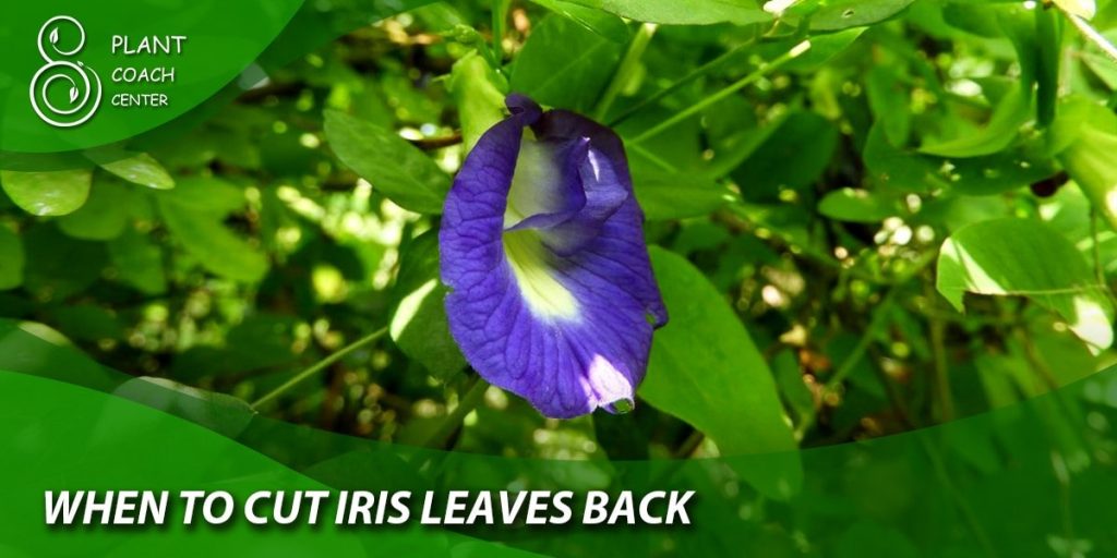when to cut iris leaves back