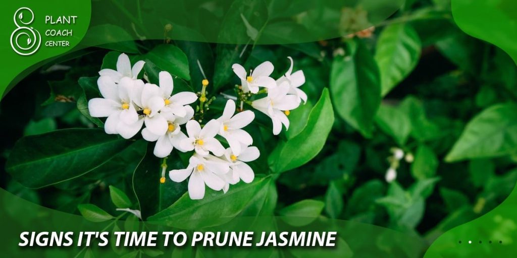 Signs It's Time to Prune Jasmine