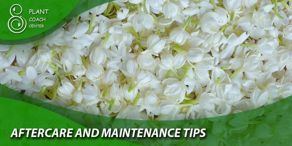 Aftercare and Maintenance Tips