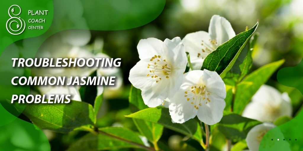 Troubleshooting Common Jasmine Problems