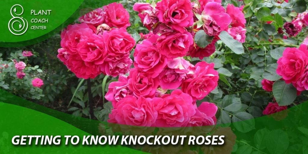 Getting to Know Knockout Roses