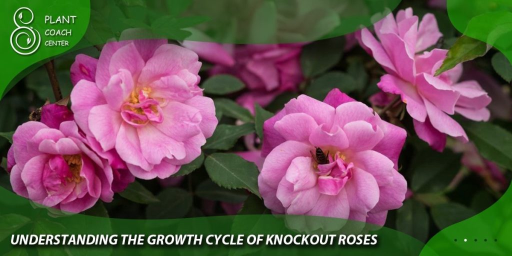 Understanding the Growth Cycle of Knockout Roses