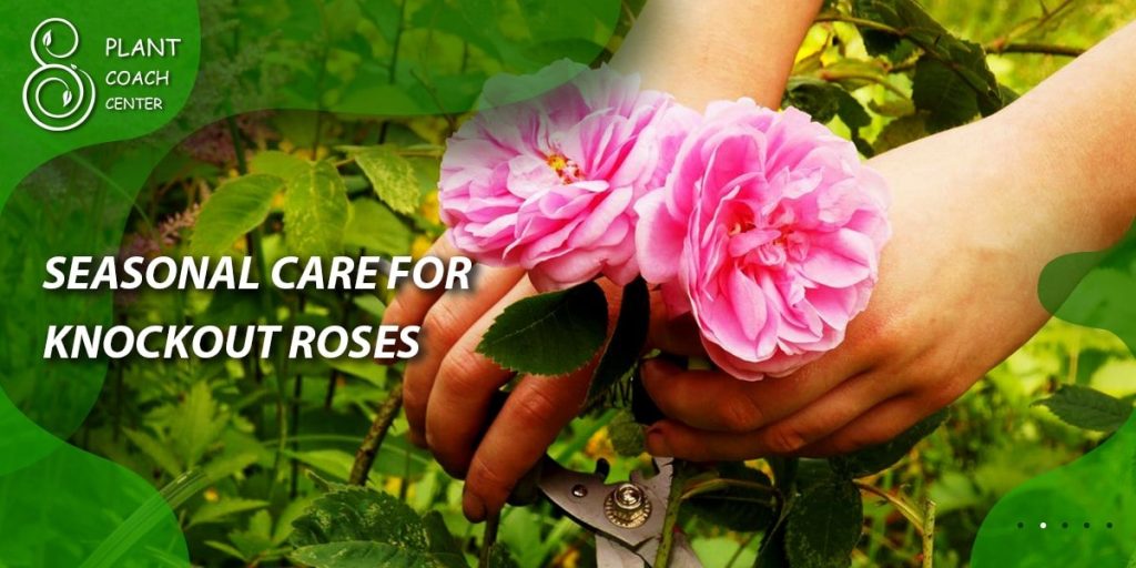 Seasonal Care for Knockout Roses