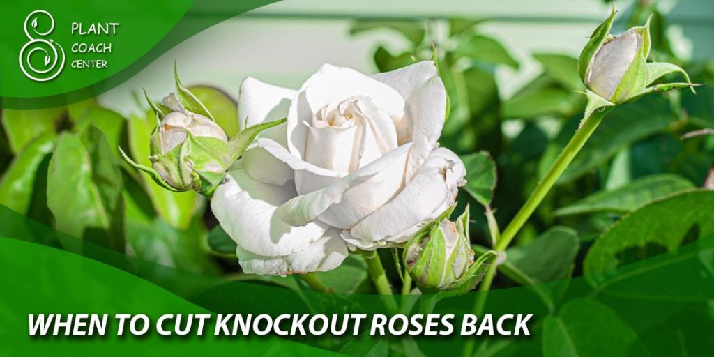 when to cut knockout roses back