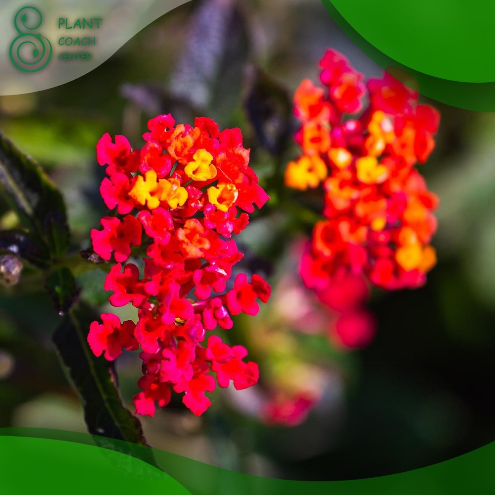 When to Cut Back Lantana for Winter