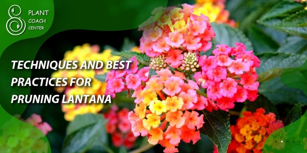 Techniques and Best Practices for Pruning Lantana