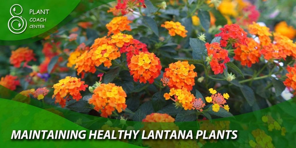 Maintaining Healthy Lantana Plants