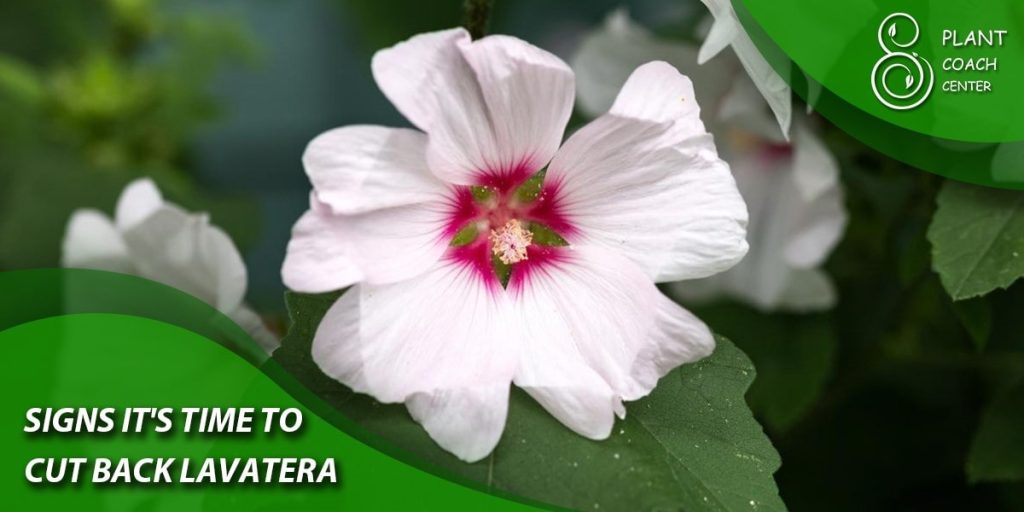 Signs It's Time to Cut Back Lavatera