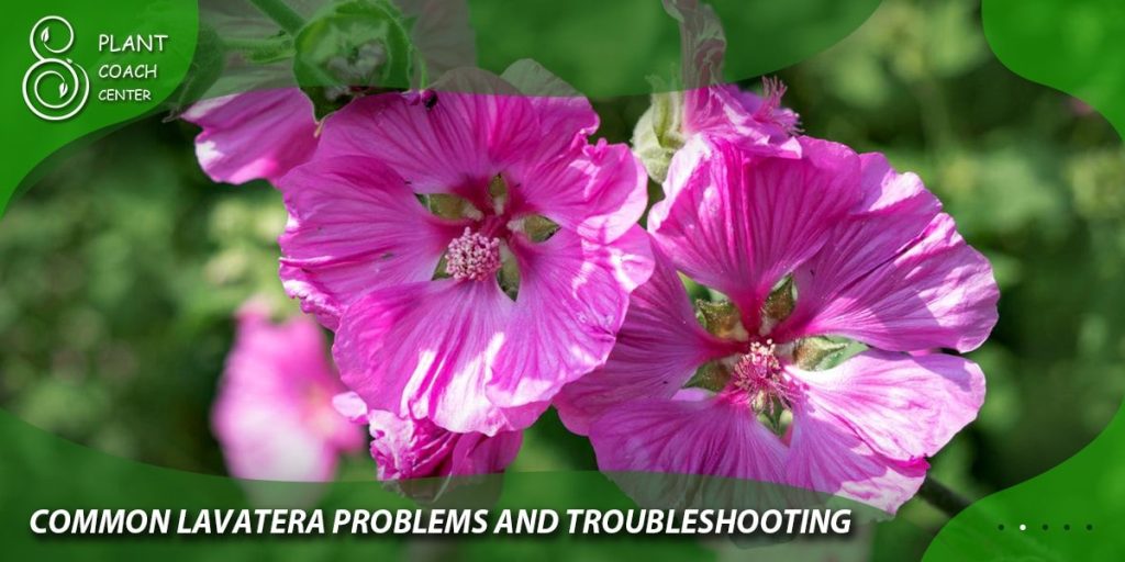 Common Lavatera Problems and Troubleshooting