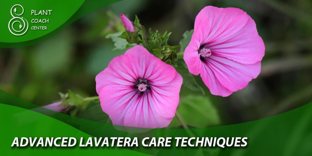 Advanced Lavatera Care Techniques