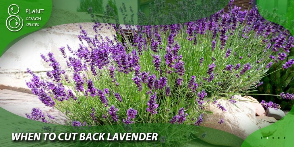 When to Cut Back Lavender