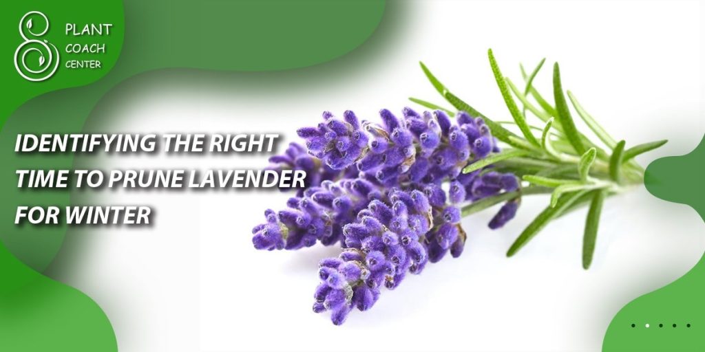 Identifying the Right Time to Prune Lavender for Winter