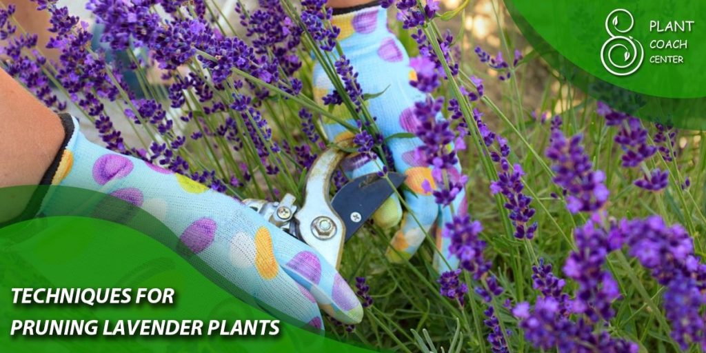 Techniques for Pruning Lavender Plants
