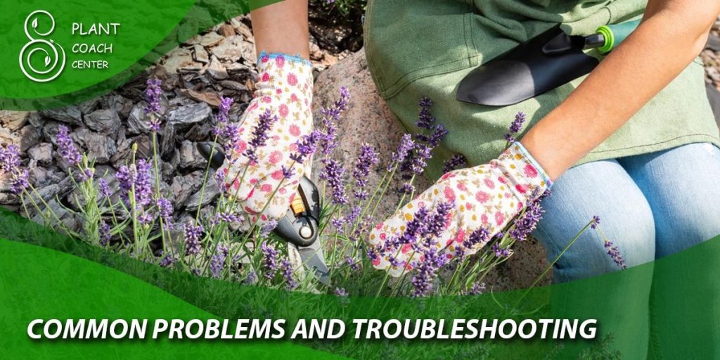 Common Problems and Troubleshooting