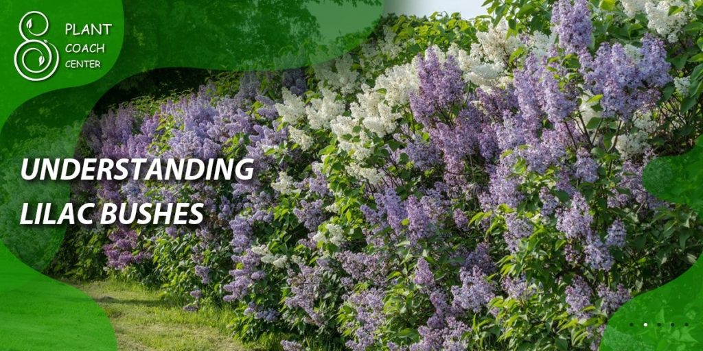 Understanding Lilac Bushes