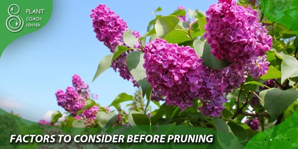 Factors to Consider Before Pruning
