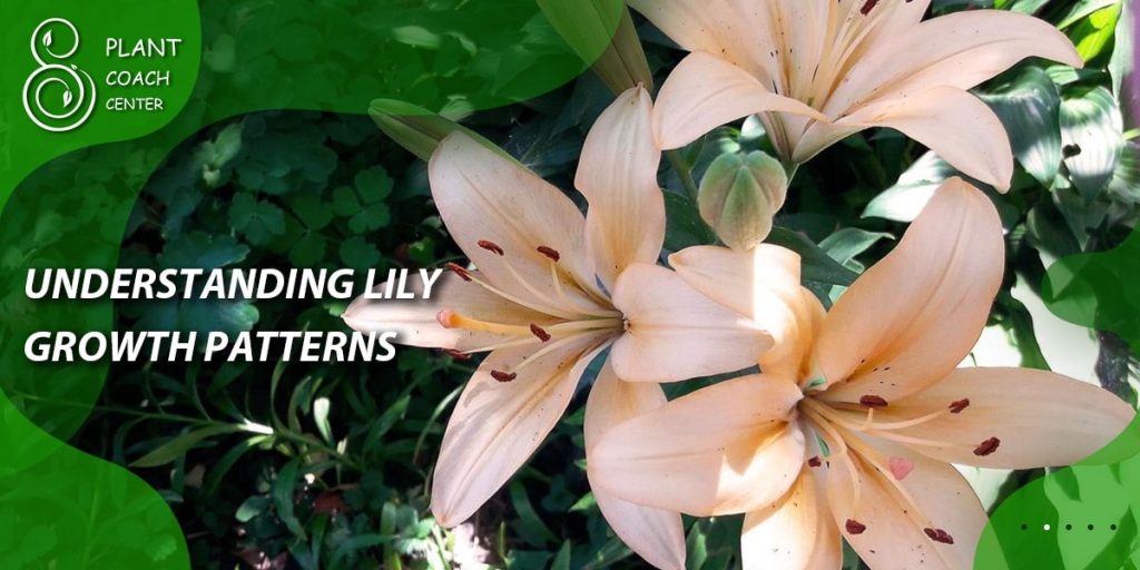 Understanding Lily Growth Patterns