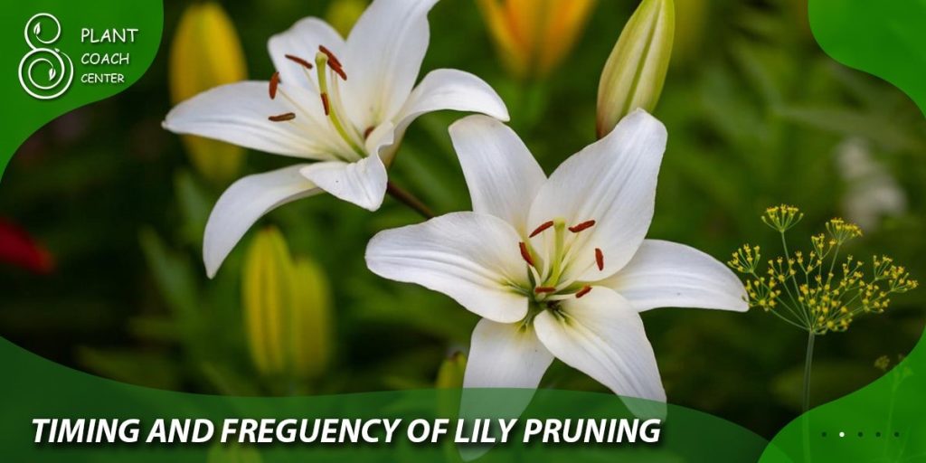 Timing and Frequency of Lily Pruning