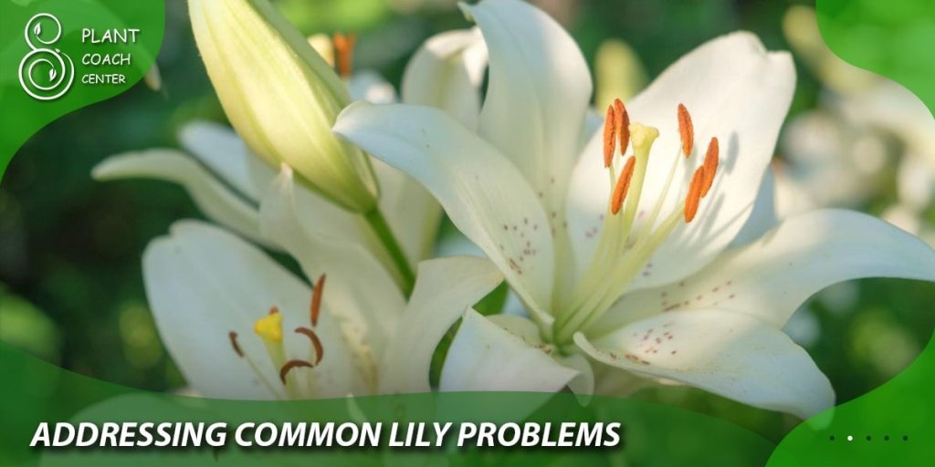 Addressing Common Lily Problems