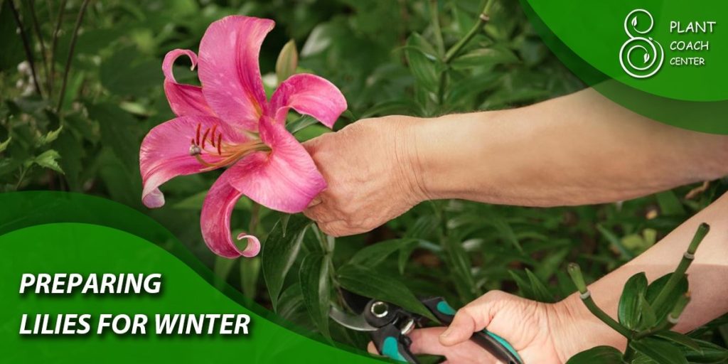 Preparing Lilies for Winter