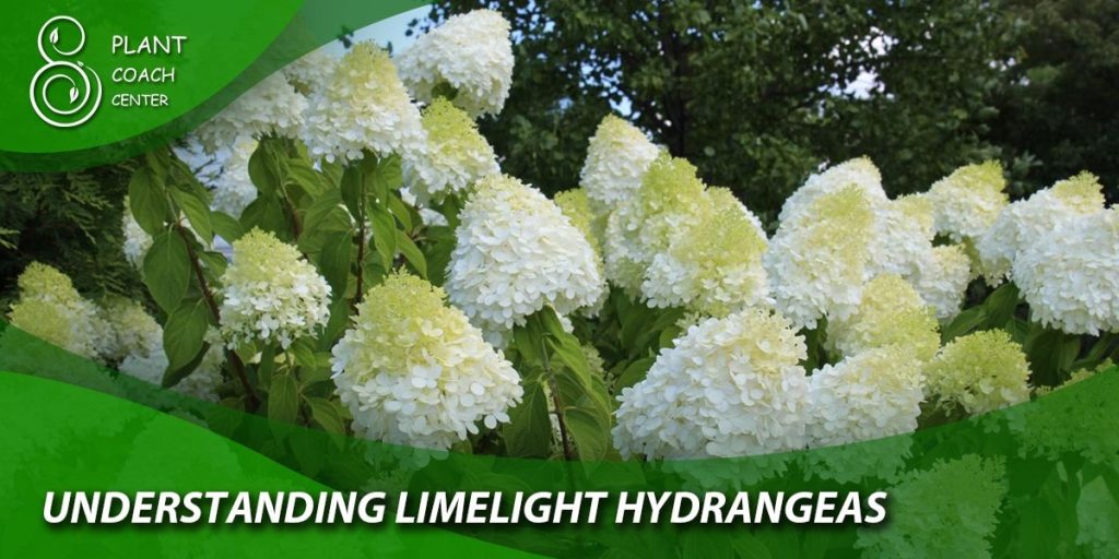Understanding Limelight Hydrangeas
