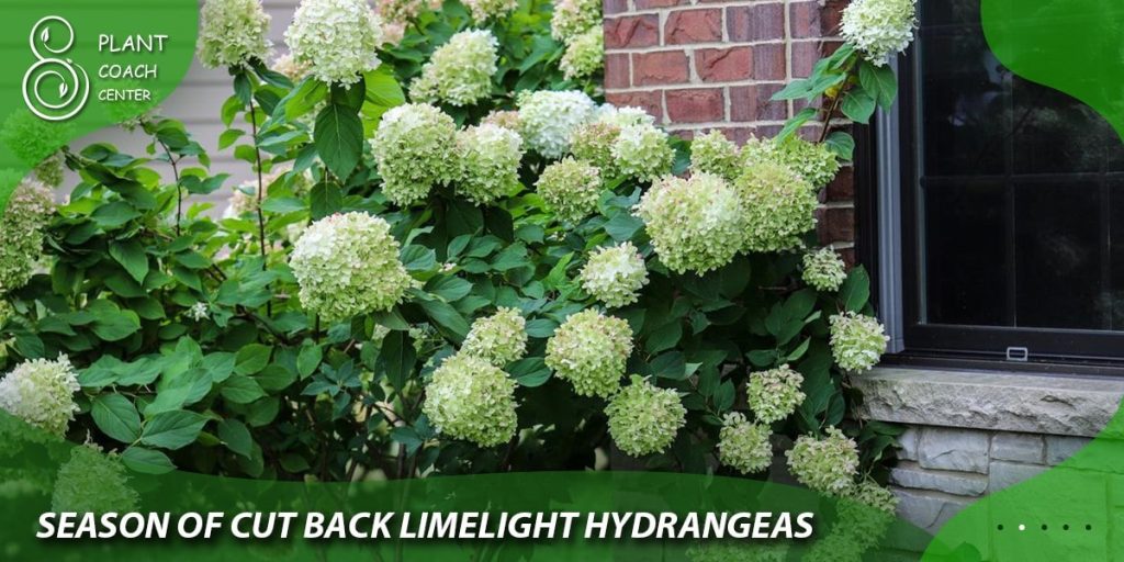 season of cut back limelight hydrangeas