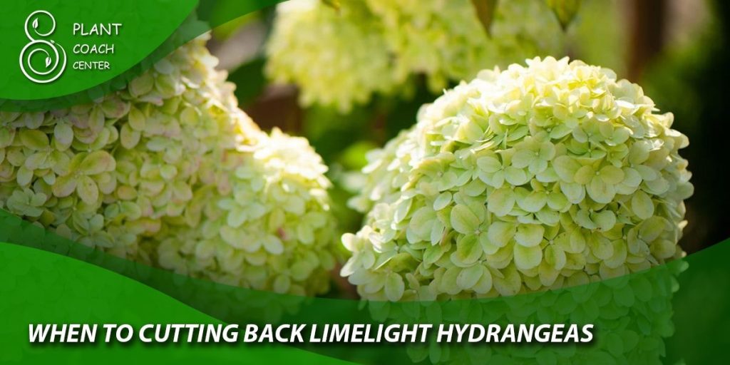 when to cutting back limelight hydrangeas