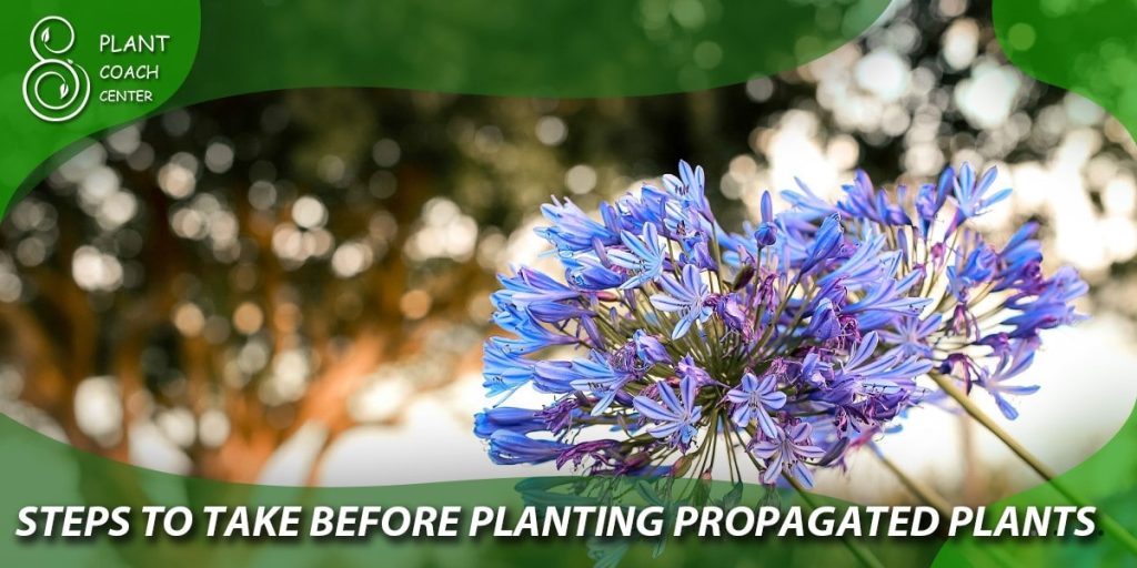 Steps to Take Before Planting Propagated Plants