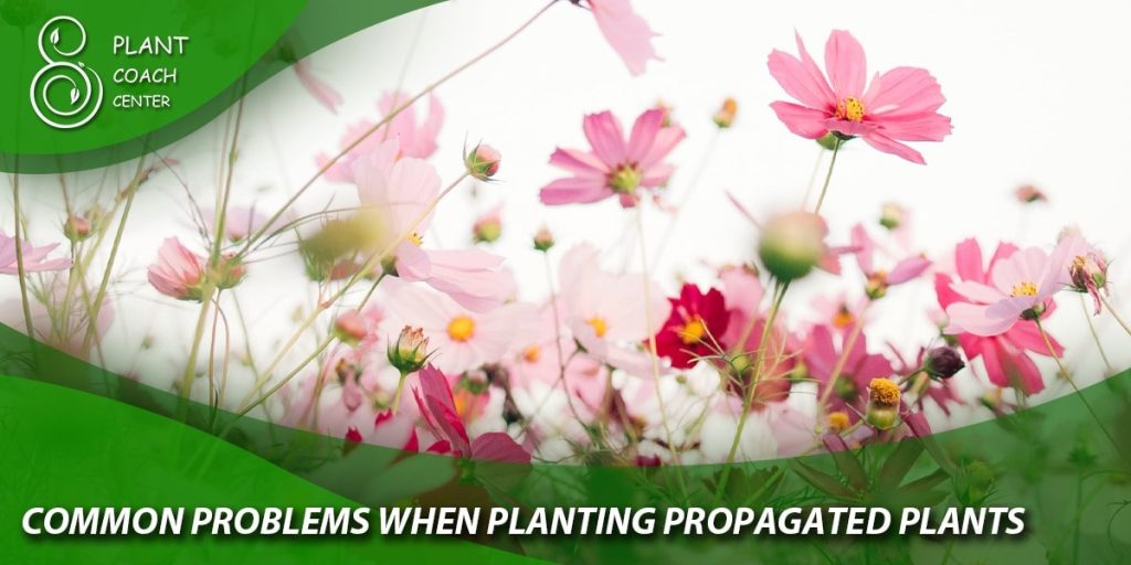 Common Problems When Planting Propagated Plants