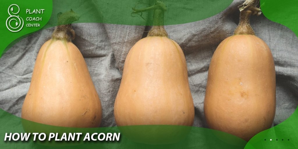 How to Plant Acorns