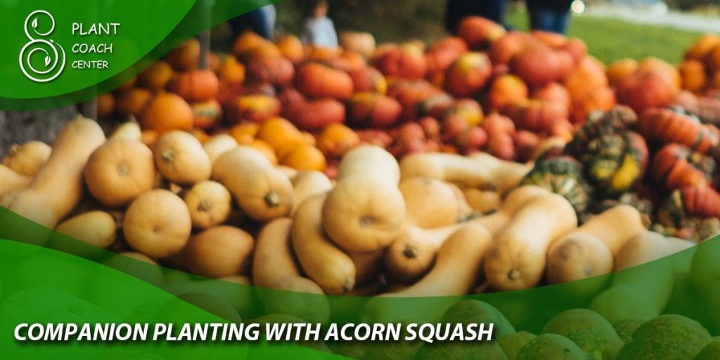 Companion Planting with Acorn Squash