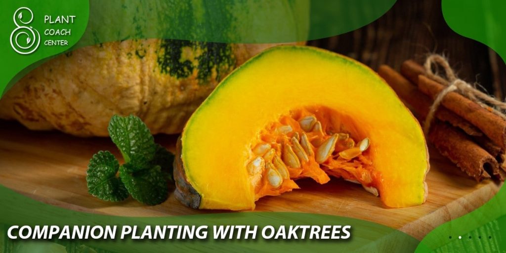 Companion Planting with Oak Trees