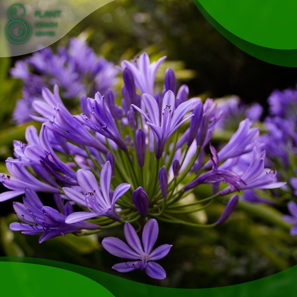 When to Plant Agapanthus Seeds