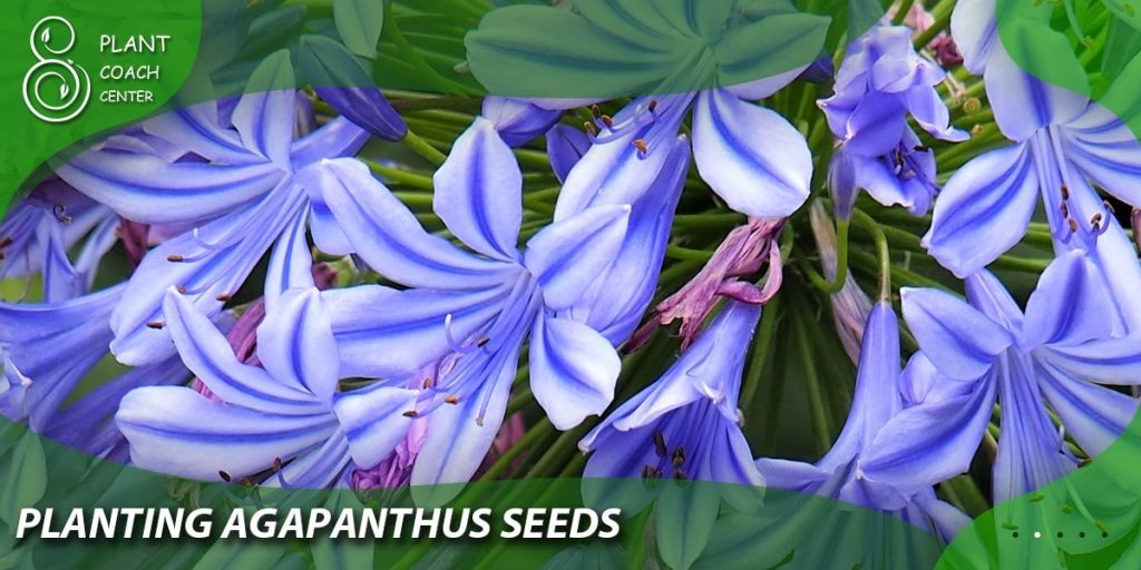 Planting Agapanthus Seeds