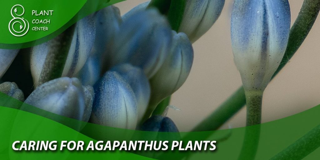 Caring for Agapanthus Plants
