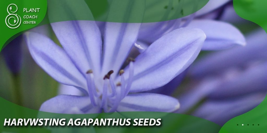 Harvesting Agapanthus Seeds