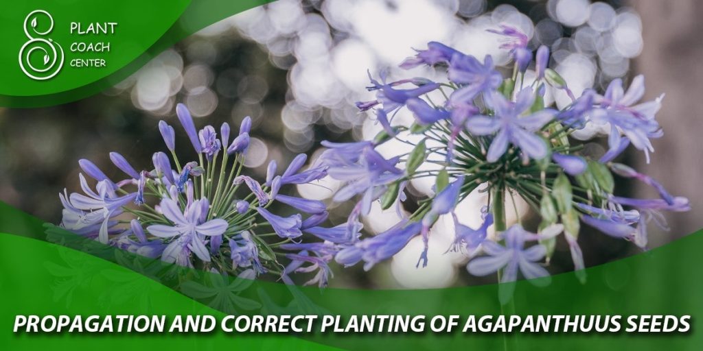 propagation and correct planting of agapanthus seeds