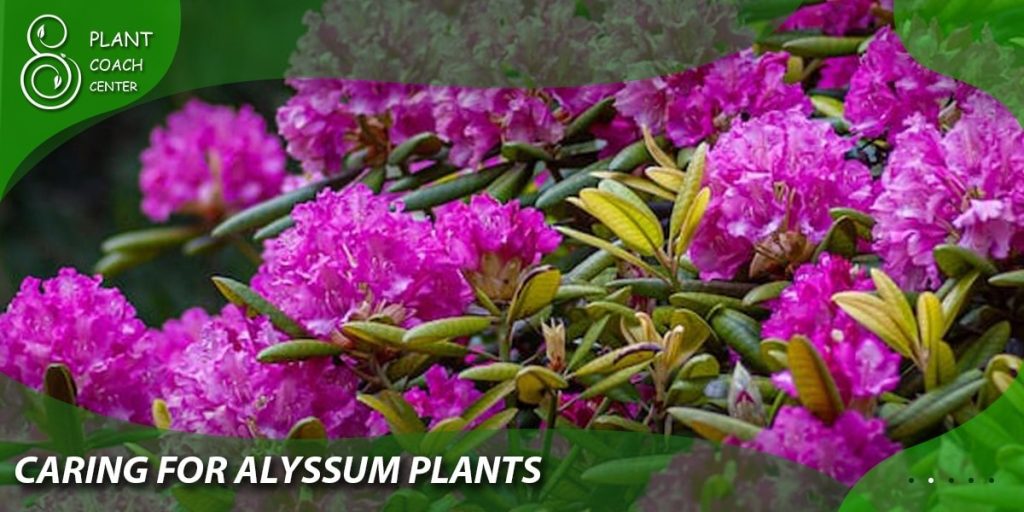 Caring for Alyssum Plants