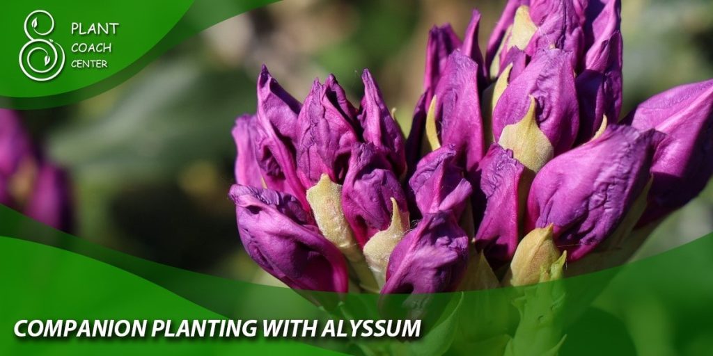 Companion Planting with Alyssum