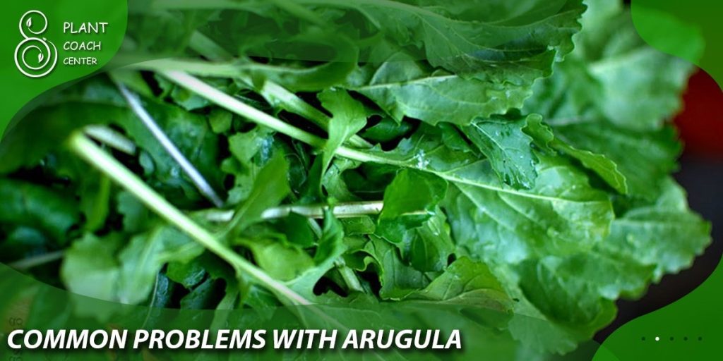 Common Problems with Arugula