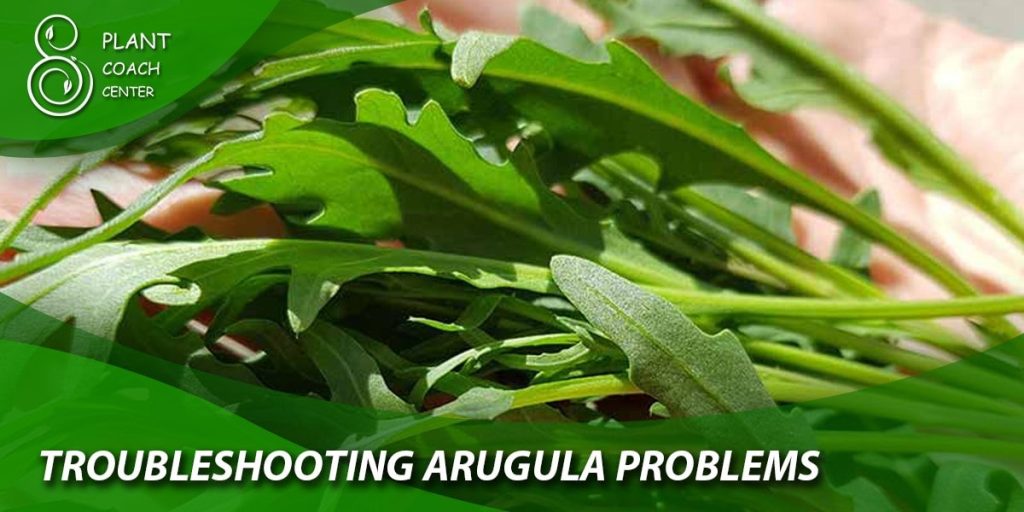 Troubleshooting Arugula Problems