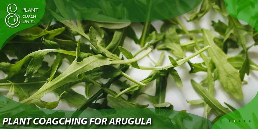 Plant Coaching for Arugula Problems