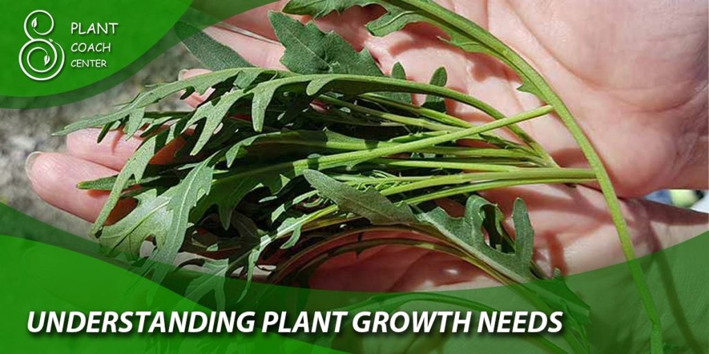 understanding plant growth needs