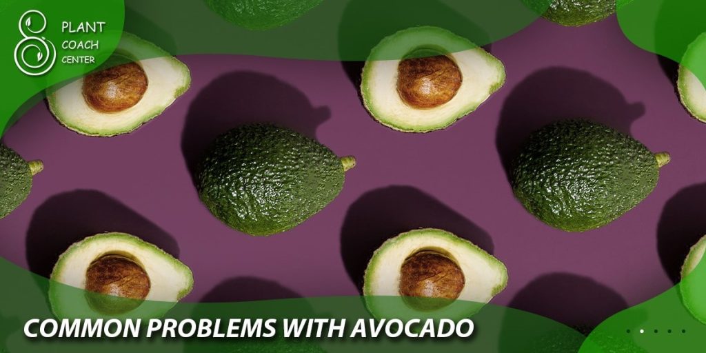 Common Problems with Avocado