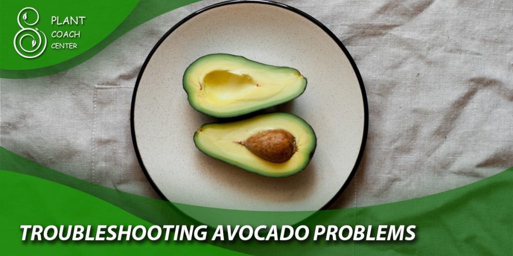 Troubleshooting Avocado Problems