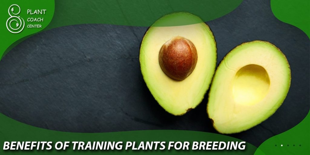 Benefits of Plant Coaching for Avocado Growers